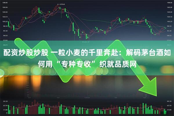 配资炒股炒股 一粒小麦的千里奔赴：解码茅台酒如何用 “专种专收” 织就品质网